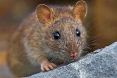 Nằm mơ thấy chuột là điềm báo gì? Đánh lô con gì?