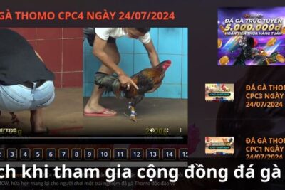 MCW: Nơi cộng đồng đá gà giao lưu, chia sẻ kinh nghiệm