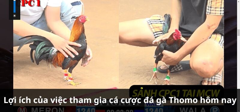 Lợi ích của việc tham gia cá cược đá gà Thomo hôm nay