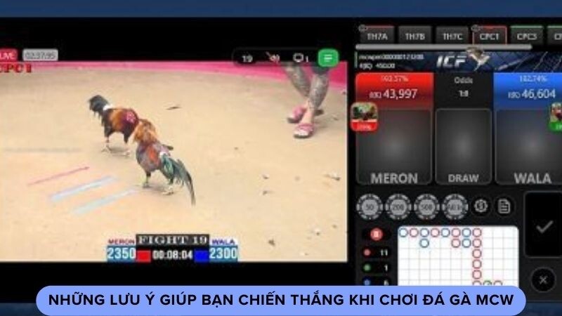 Những lưu ý giúp bạn chiến thắng khi chơi đá gà mcw