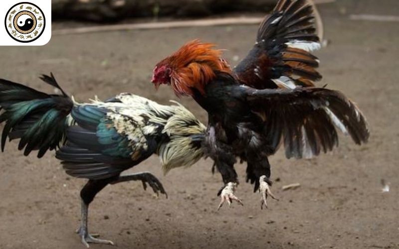 Đá Gà Trực Tiếp mở cược tỷ lệ cao cạnh tranh trên thị trường