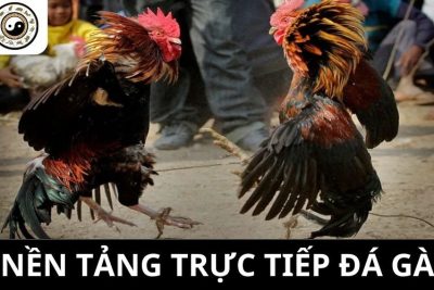 Những Ưu Điểm Về Nền Tảng Đá Gà Trực Tiếp Hàng Đầu Việt Nam