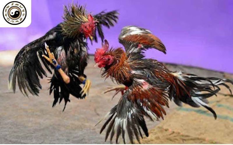 Người chơi có thể giao lưu cùng những người đam mê khác